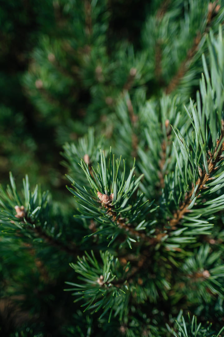 Pinus sylvestris 'Watereri' NWT Products 25 26 0007