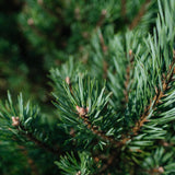 Pinus sylvestris 'Watereri' NWT Products 25 26 0007