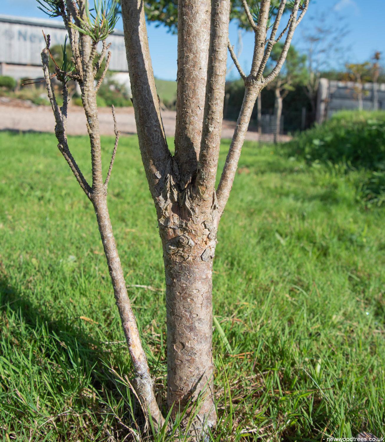 Pinus sylvestris ‘Fastigiata 1307x1500 1