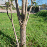 Pinus sylvestris ‘Fastigiata 1307x1500 1