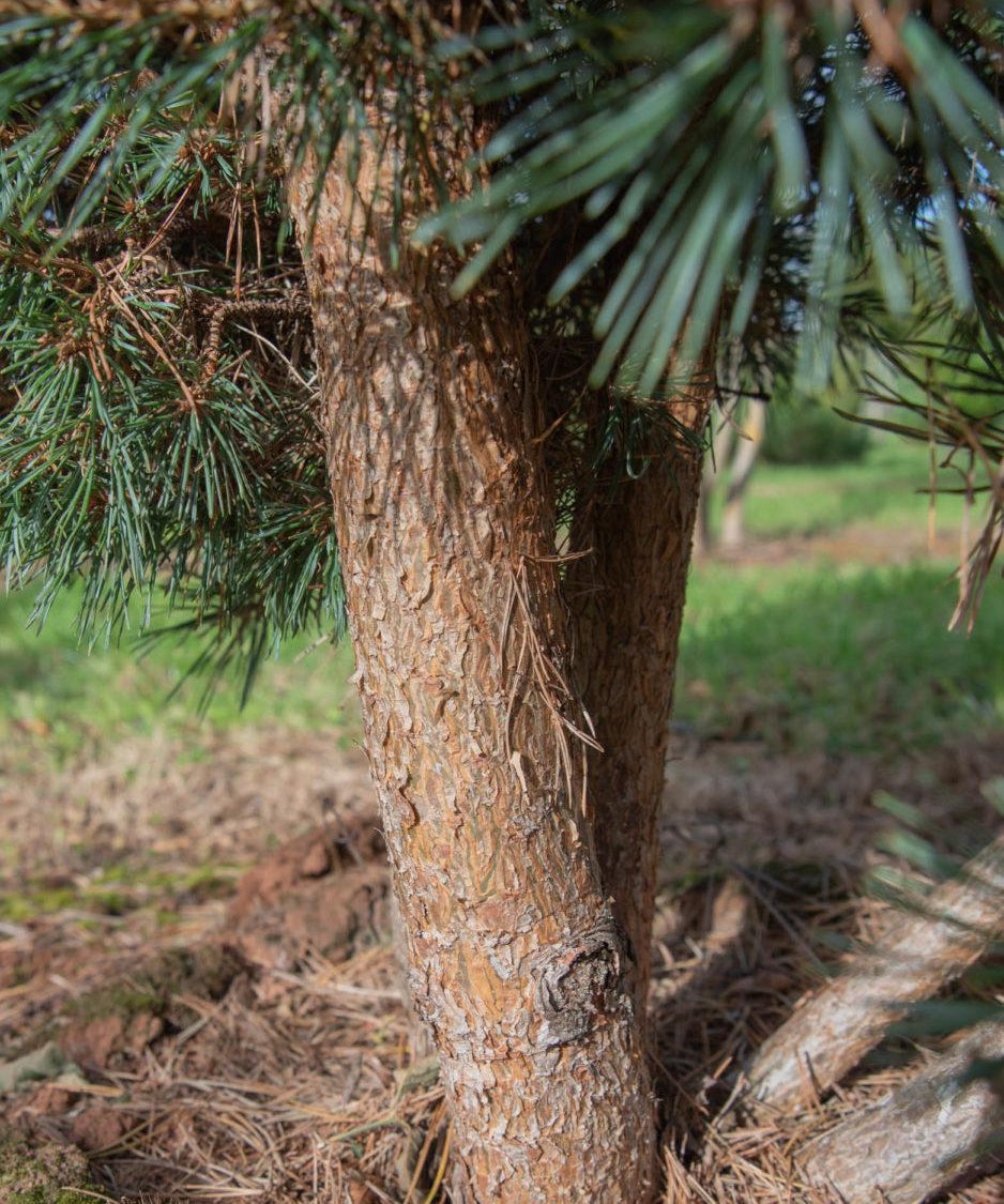 Pinus sylvestris ‘Watereri 938x1500 1