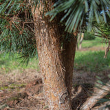 Pinus sylvestris ‘Watereri 938x1500 1