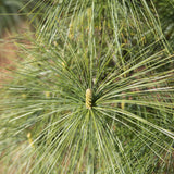 Pinus wallichiana 1 1 1663x2491 1