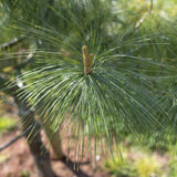 Pinus wallichiana 1 1663x1110 1