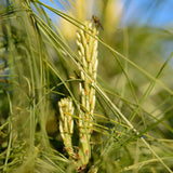 Pinus wallichiana 1 scaled