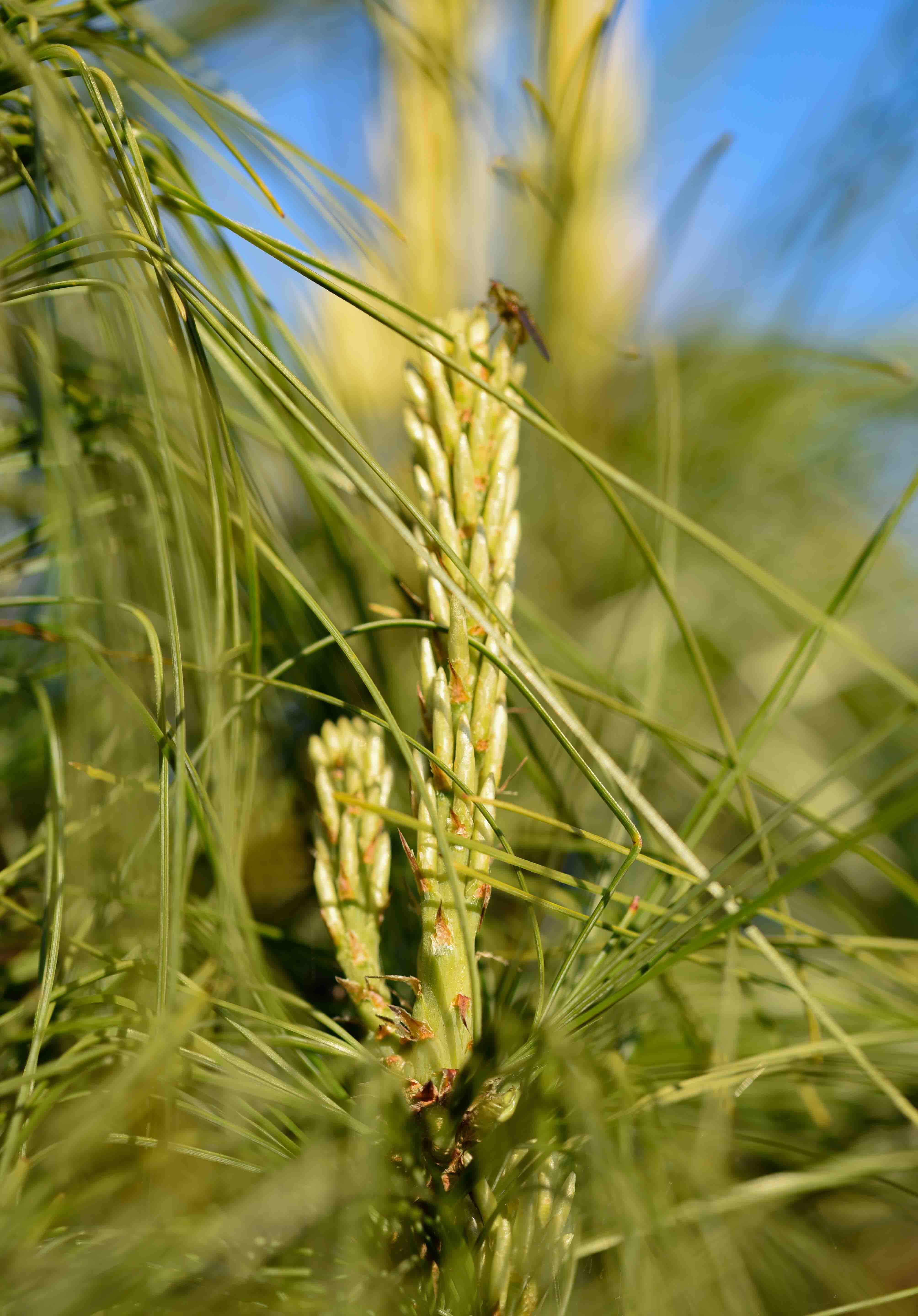 Pinus wallichiana 1 scaled