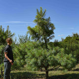 Pinus wallichiana 2