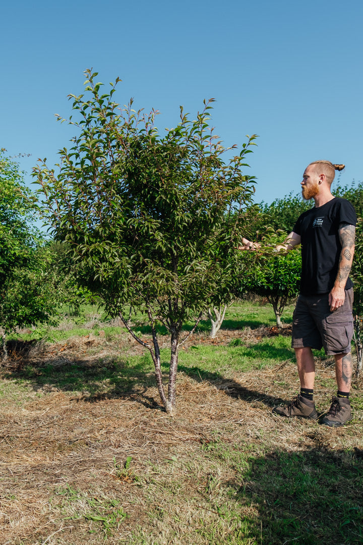 Prunus 'Okame' NWT Products 25 26 2