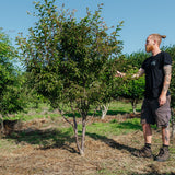 Prunus 'Okame' NWT Products 25 26 2