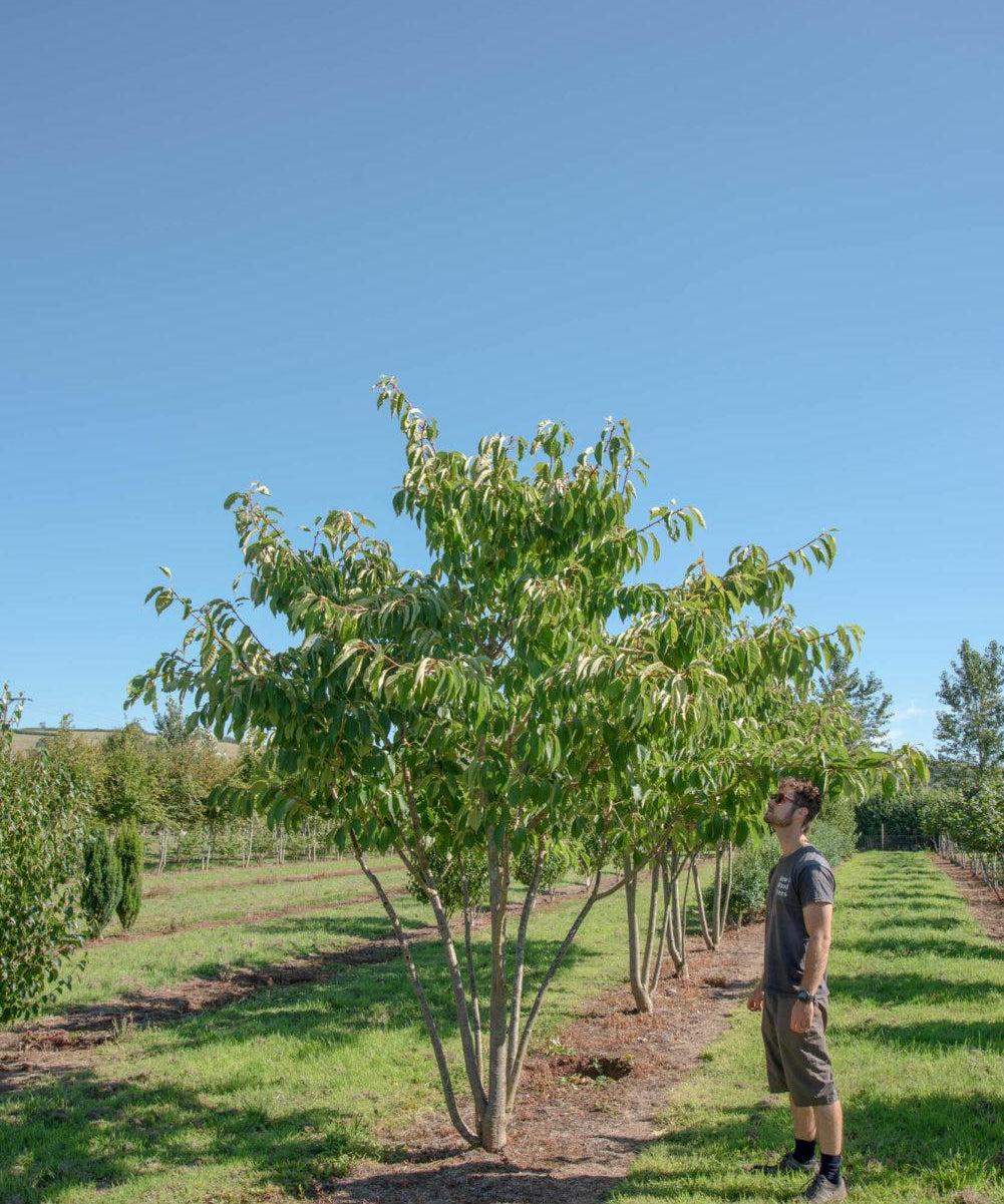 Prunus ‘Tai hako 1001x1500 1