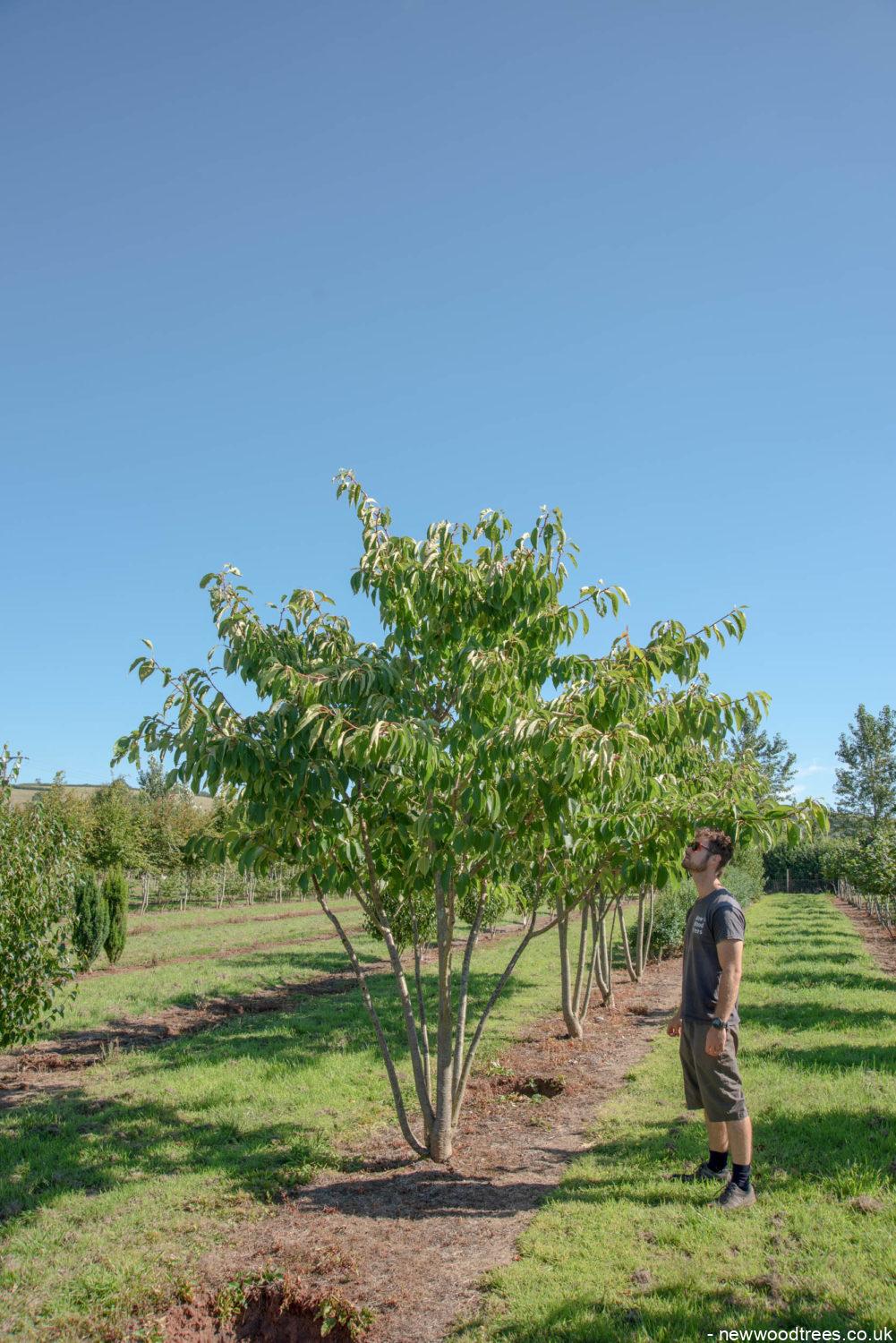 Prunus ‘Tai hako 1001x1500 1