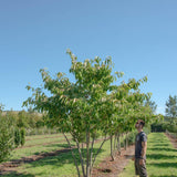 Prunus ‘Tai hako 1001x1500 1