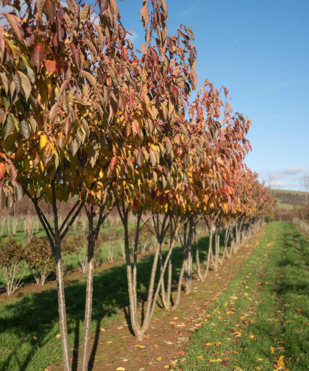 Prunus ‘Tai hako 2 1001x1500 1