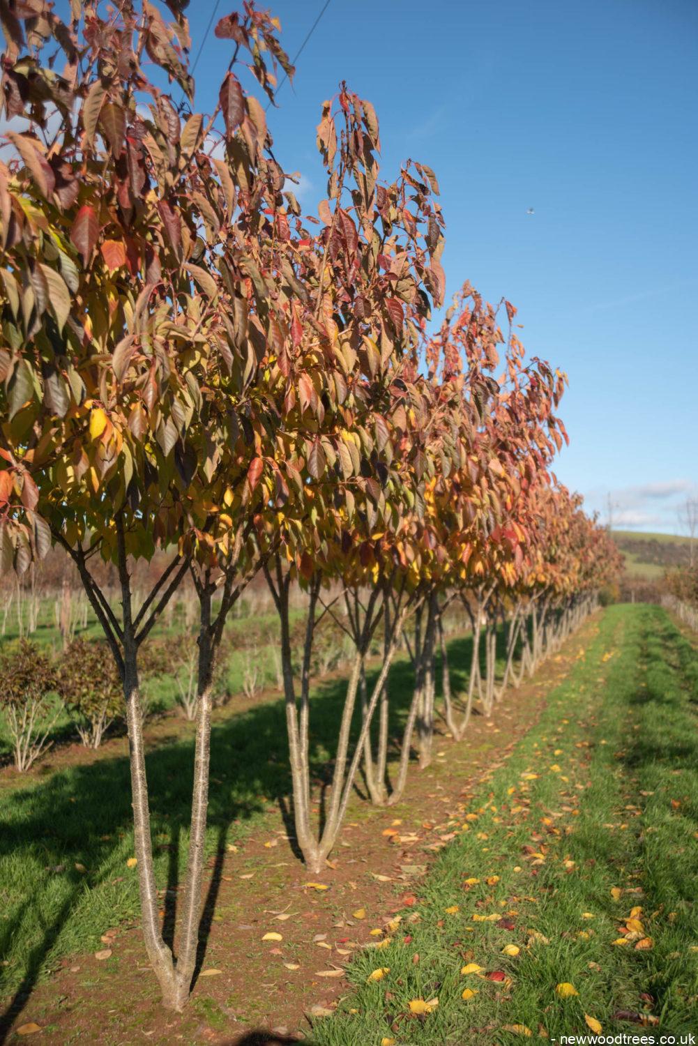 Prunus ‘Tai hako 2 1001x1500 1