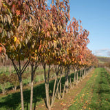 Prunus ‘Tai hako 2 1001x1500 1