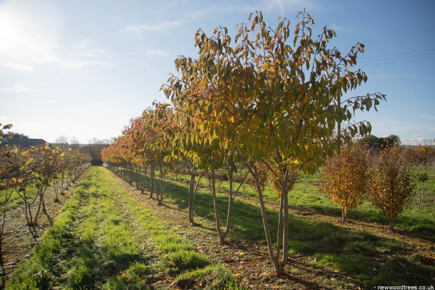 Prunus ‘Tai hako 3 1500x1001 1