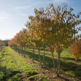 Prunus ‘Tai hako 3 1500x1001 1