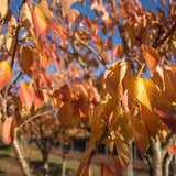 Prunus ‘Tai hako 4 1500x1001 1