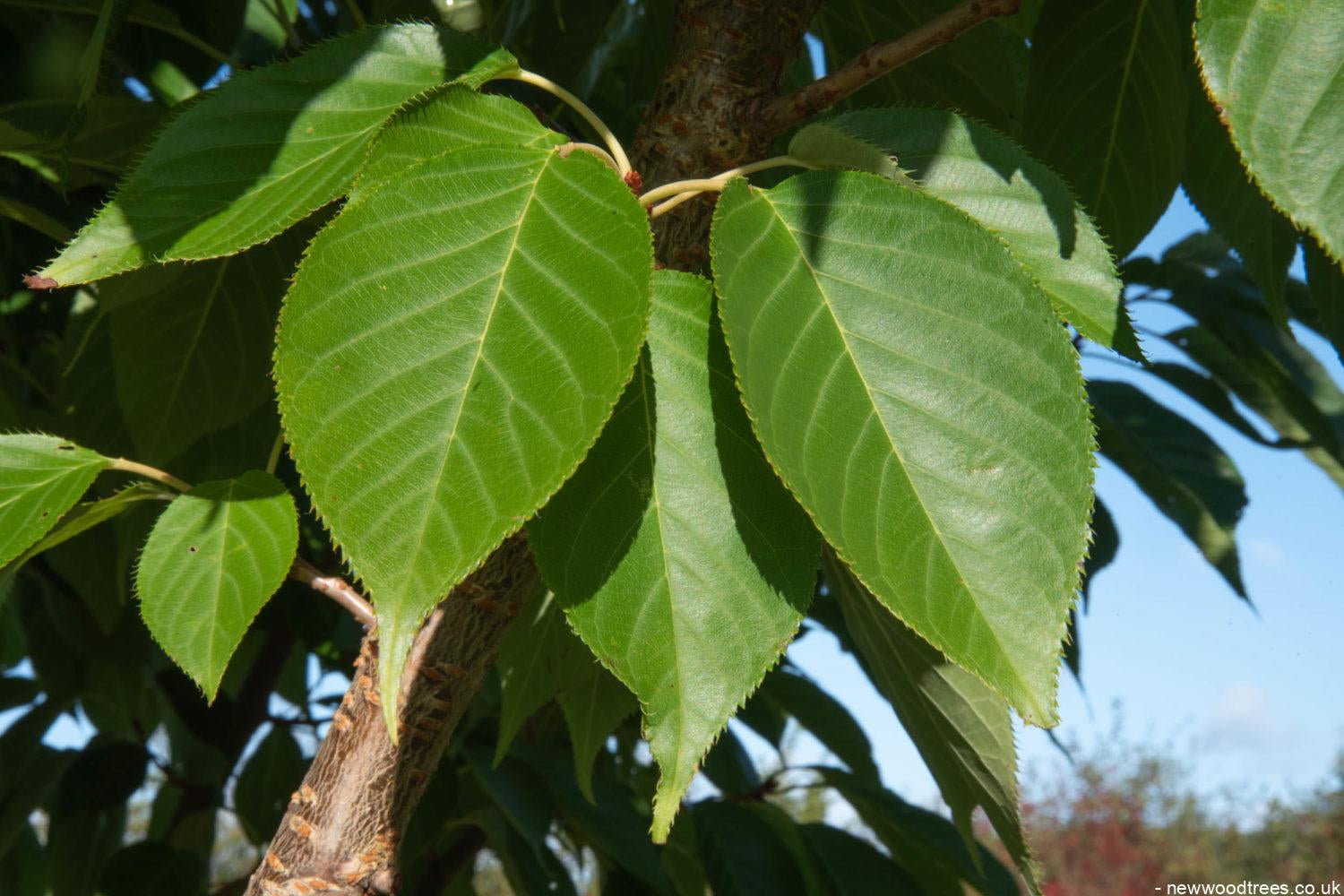 Prunus ‘Tai hako 5 1500x1001 1