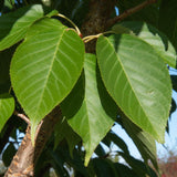 Prunus ‘Tai hako 5 1500x1001 1