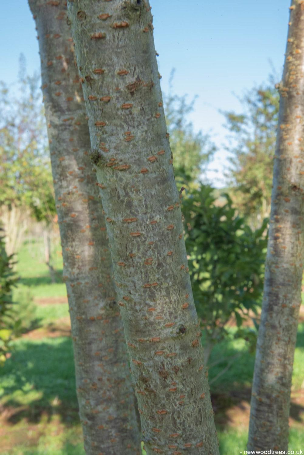 Prunus ‘Tai hako 6 1001x1500 1