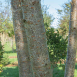 Prunus ‘Tai hako 6 1001x1500 1