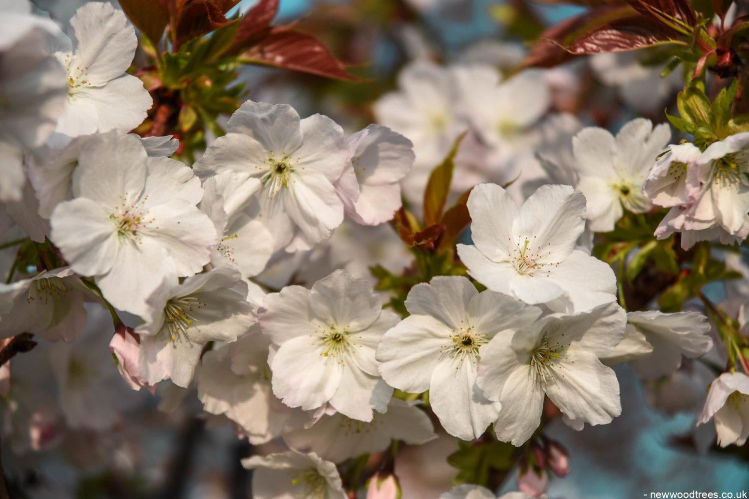 Prunus ‘Tai hako 7 1500x1001 1