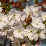 Prunus ‘Tai hako 7 1500x1001 1