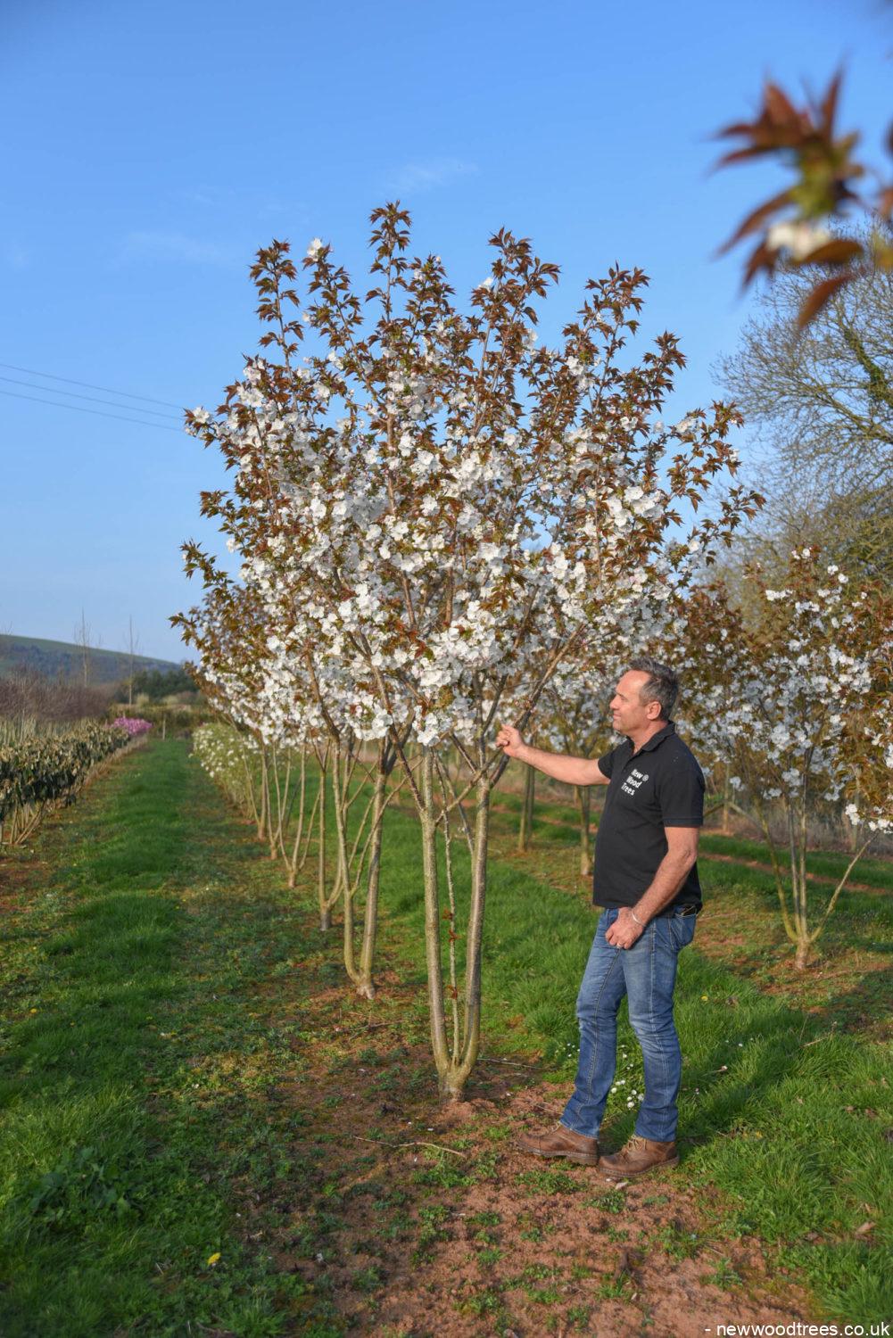 Prunus ‘Tai hako 8 1001x1500 1