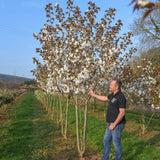 Prunus ‘Tai hako 8 1001x1500 1