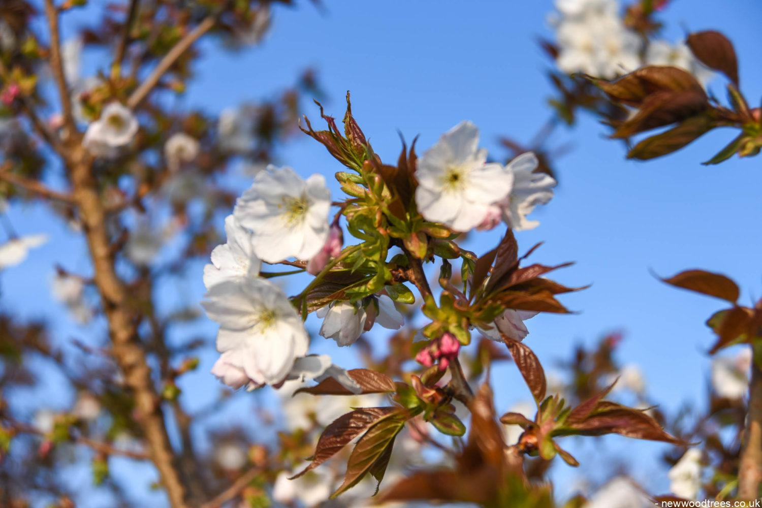 Prunus ‘Tai hako 9 1500x1001 1