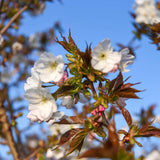 Prunus ‘Tai hako 9 1500x1001 1