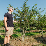 Prunus accolade NWT Products 25 26 4