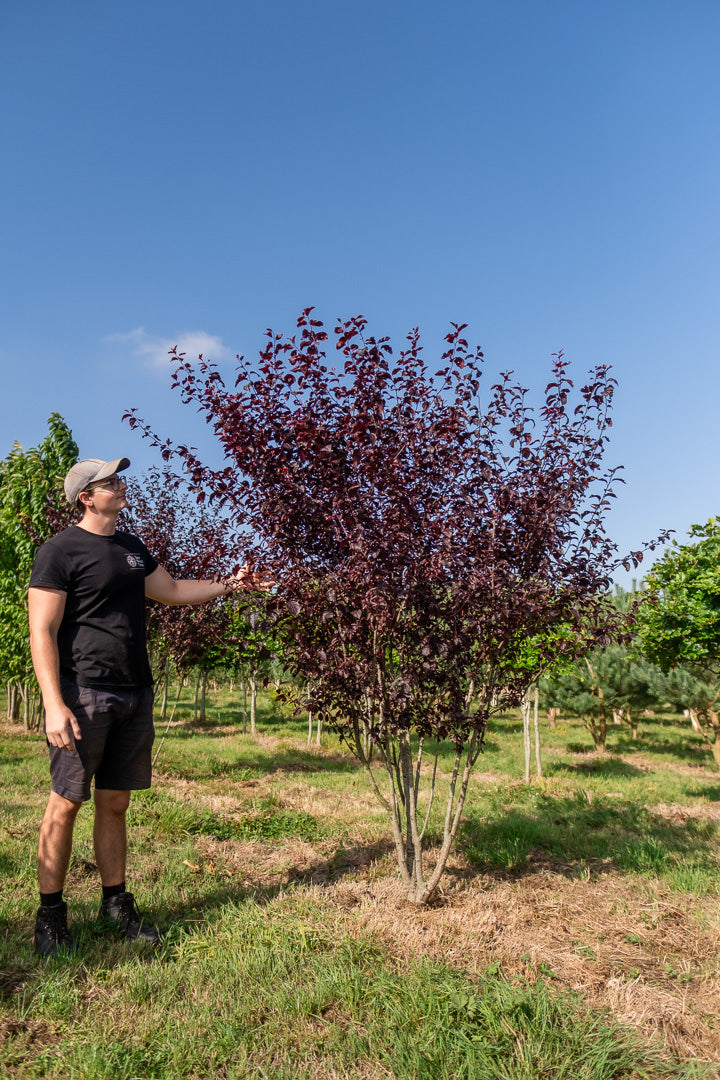 Prunus cerasifera 'Nigra' NWT Products 25 26 0013