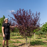 Prunus cerasifera 'Nigra' NWT Products 25 26 0013