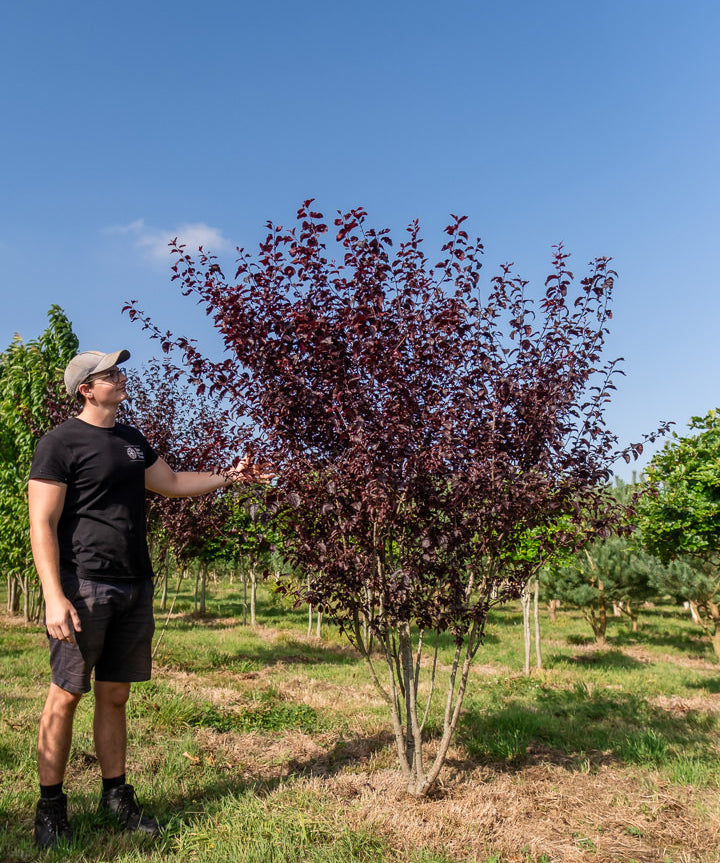 Prunus cerasifera 'Nigra' NWT Products 25 26 0013