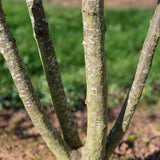 Prunus cerasifera ‘Nigra 1001x1500 1