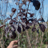 Prunus cerasifera ‘Nigra 2 1500x1120 1