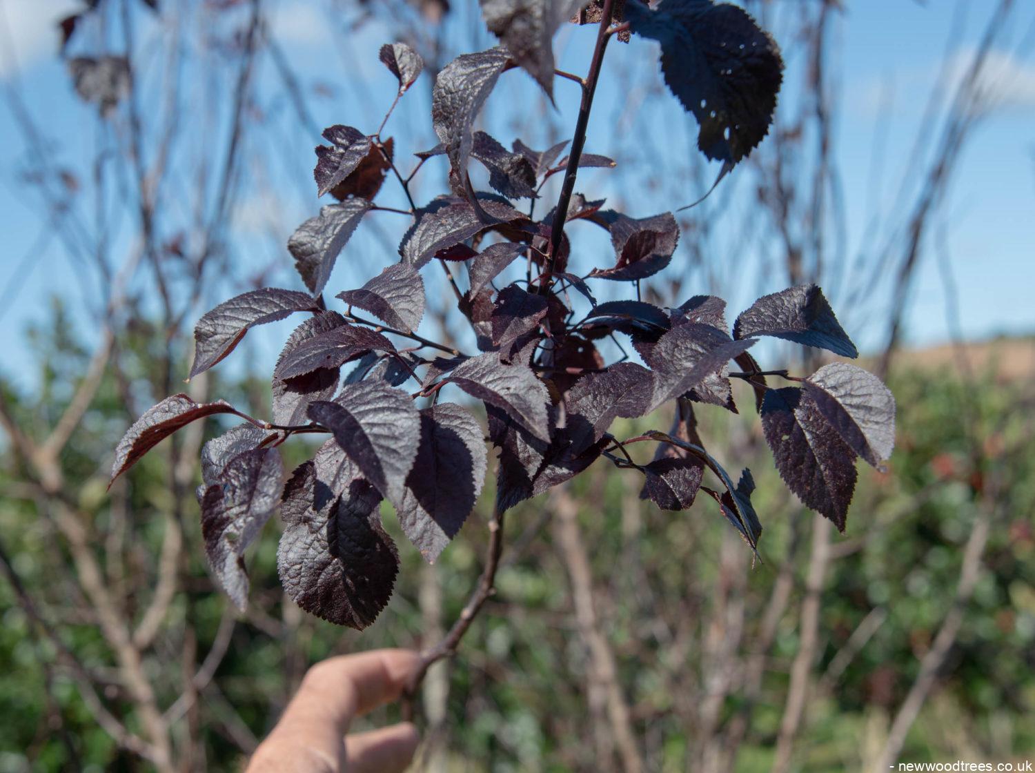 Prunus cerasifera ‘Nigra 2 1500x1120 1