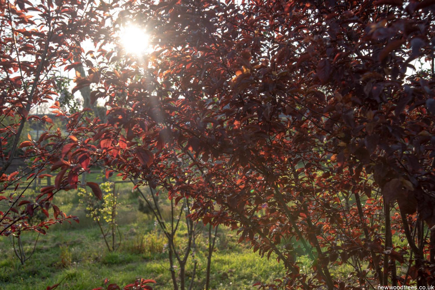 Prunus cerasifera ‘Nigra 4 1500x1001 1