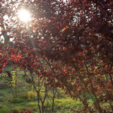 Prunus cerasifera ‘Nigra 4 1500x1001 1