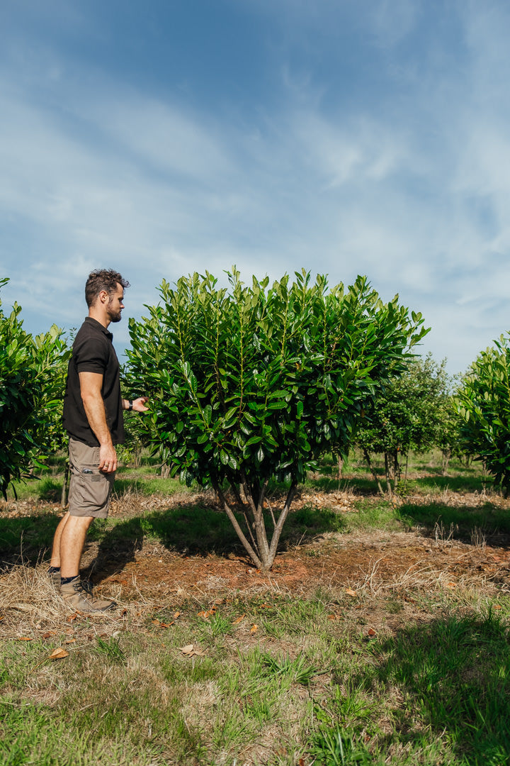 Prunus laurocerasus 'Diana' NWT Products 25 26 0002