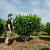 Prunus laurocerasus 'Diana' NWT Products 25 26 0002