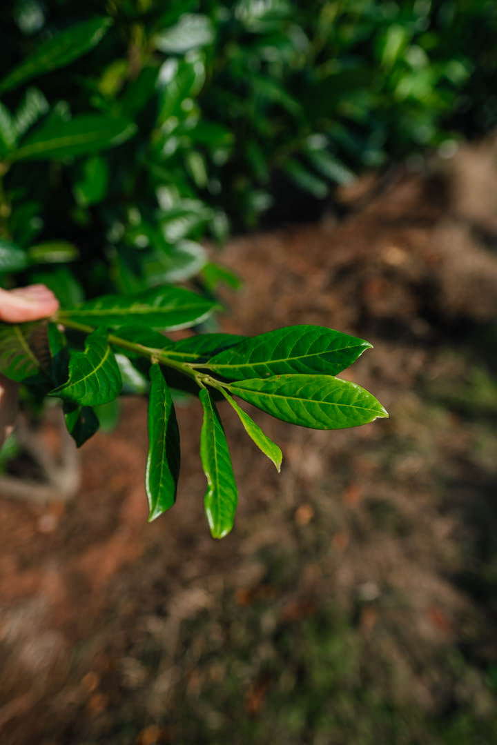 Prunus laurocerasus 'Diana' NWT Products 25 26 0007