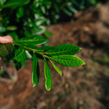 Prunus laurocerasus 'Diana' NWT Products 25 26 0007