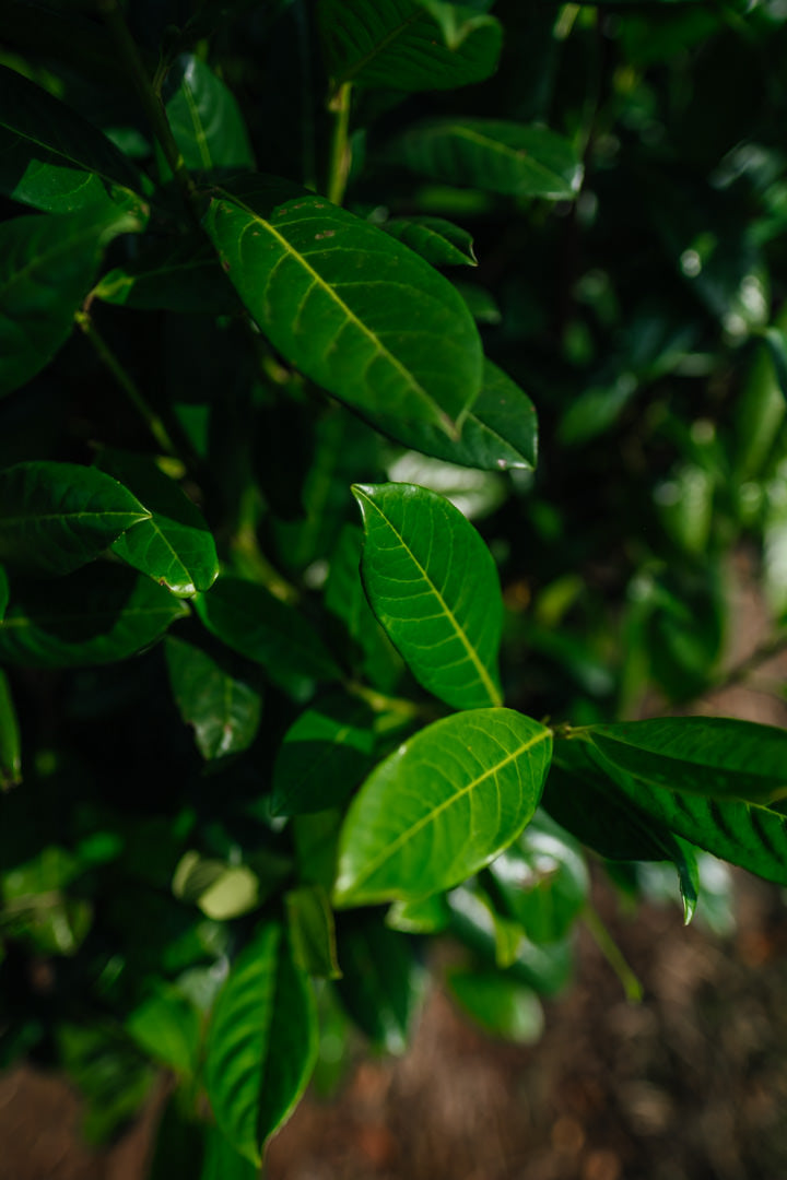 Prunus laurocerasus 'Diana' NWT Products 25 26 0008