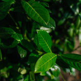 Prunus laurocerasus 'Diana' NWT Products 25 26 0008