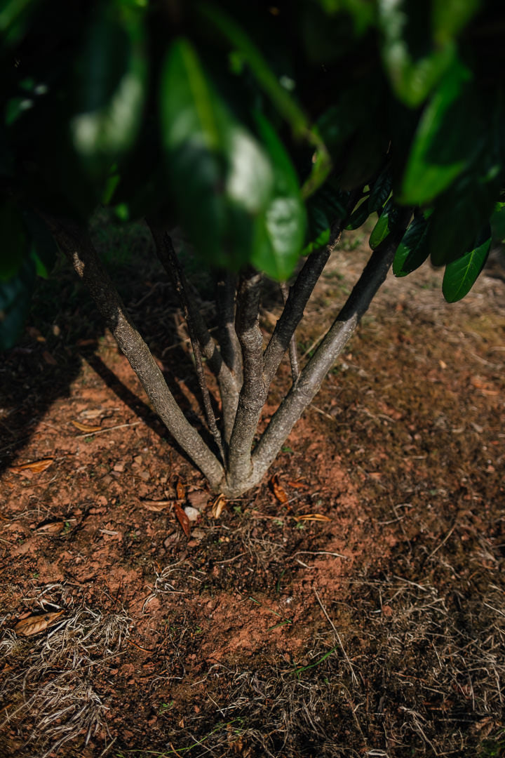 Prunus laurocerasus 'Diana' NWT Products 25 26 0009