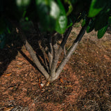 Prunus laurocerasus 'Diana' NWT Products 25 26 0009