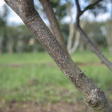 Prunus laurocerasus Etna 1 1 1663x2491 1
